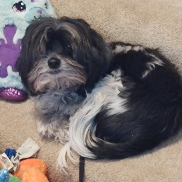 Enlarge Joey, a Adoptable Shih Tzu in Blue Springs, MO image 2/3