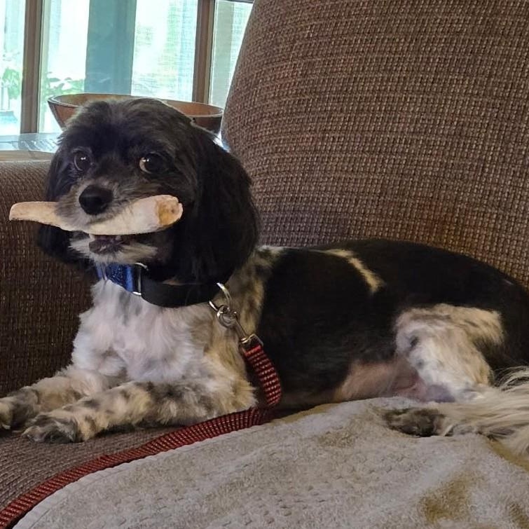 Enlarge Joey, a Adoptable Shih Tzu in Blue Springs, MO image 3/3