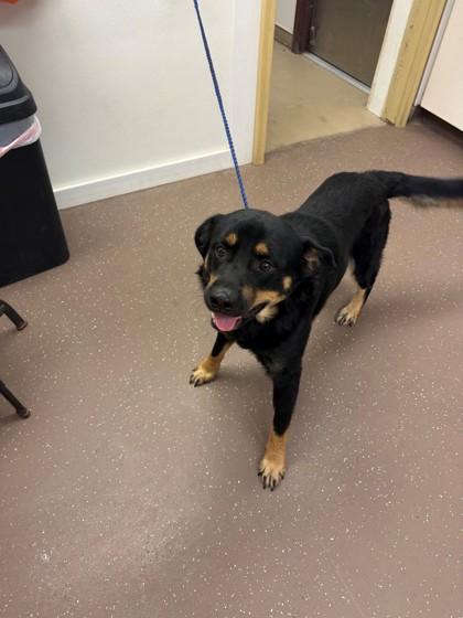 Enlarge Mamba, a Adoptable mixed breed in South Bend, IN image 1/3