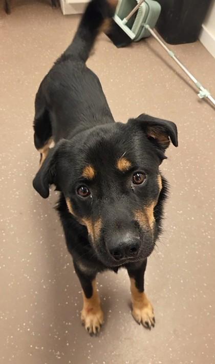 Enlarge Mamba, a Adoptable mixed breed in South Bend, IN image 2/3