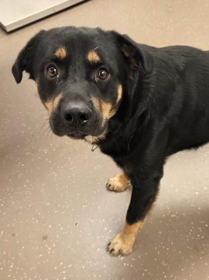 Enlarge Mamba, a Adoptable mixed breed in South Bend, IN image 3/3