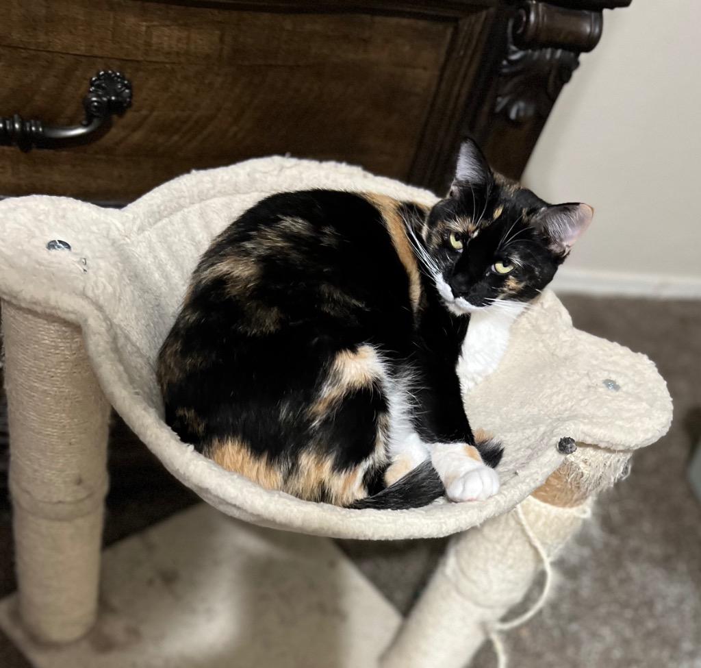 Peaches, a Adoptable Calico in Lewisville, TX image 1/2