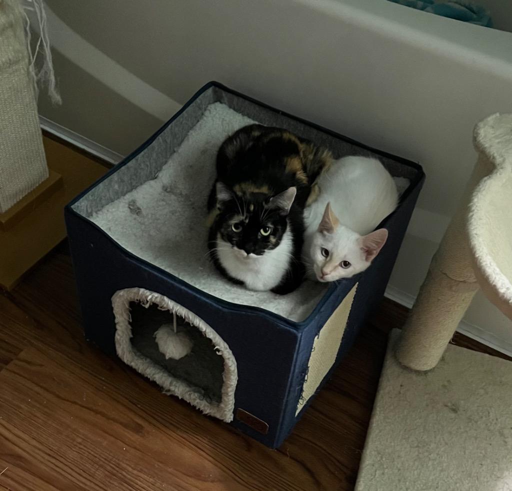 Peaches, a Adoptable Calico in Lewisville, TX image 2/2