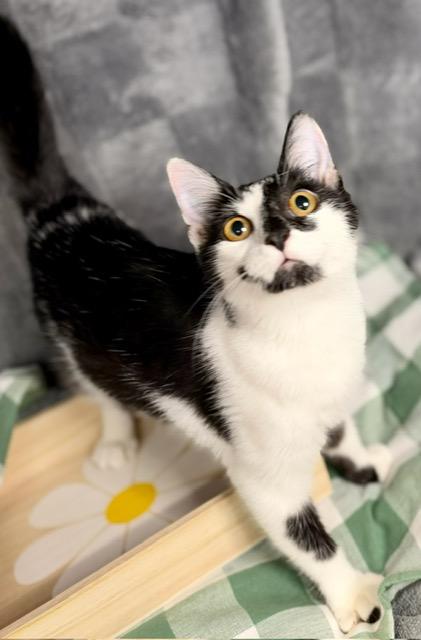 Enlarge RAISIN, a Adoptable Domestic Short Hair in Lynn Haven, FL image 3/4