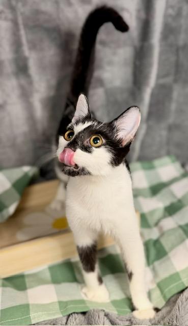 Enlarge RAISIN, a Adoptable Domestic Short Hair in Lynn Haven, FL image 2/4