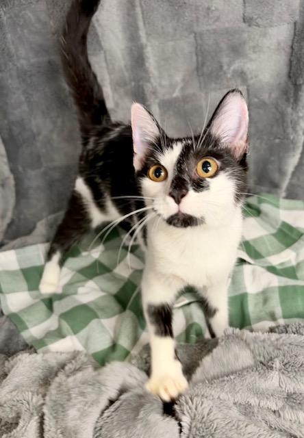 RAISIN, Adoptable, Young Female Domestic Short Hair.