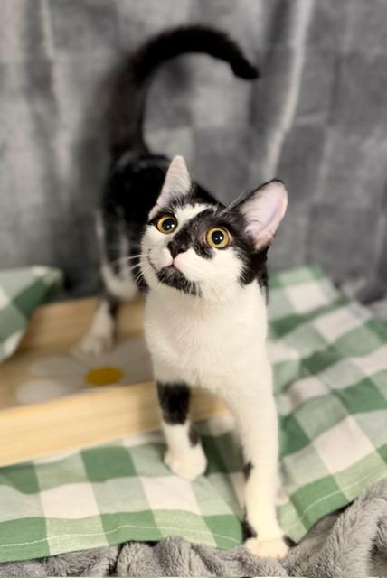 Enlarge RAISIN, a Adoptable Domestic Short Hair in Lynn Haven, FL image 4/4
