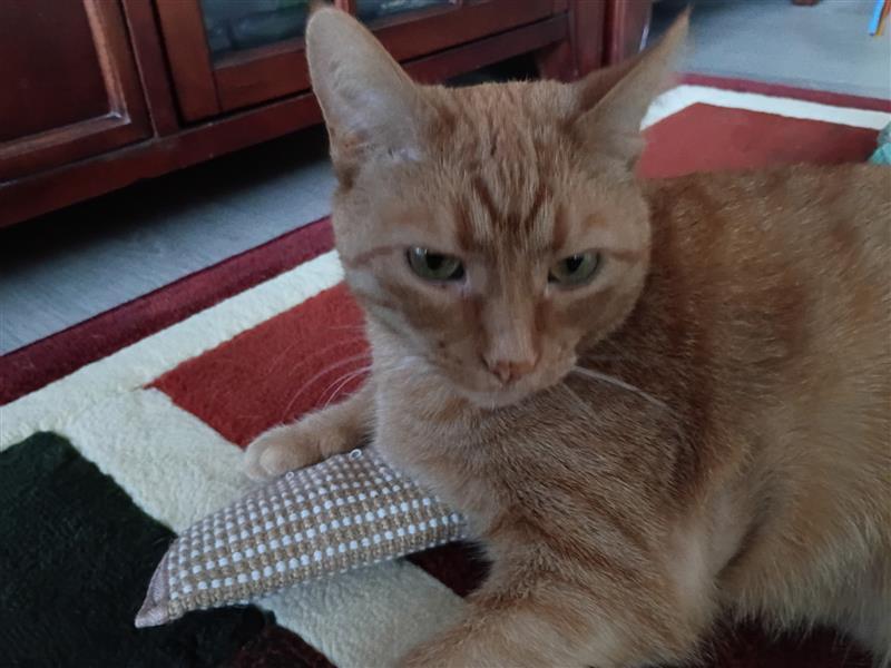 Enlarge Sunshine, a Adoptable Tabby in Grand Rapids, MI image 3/6