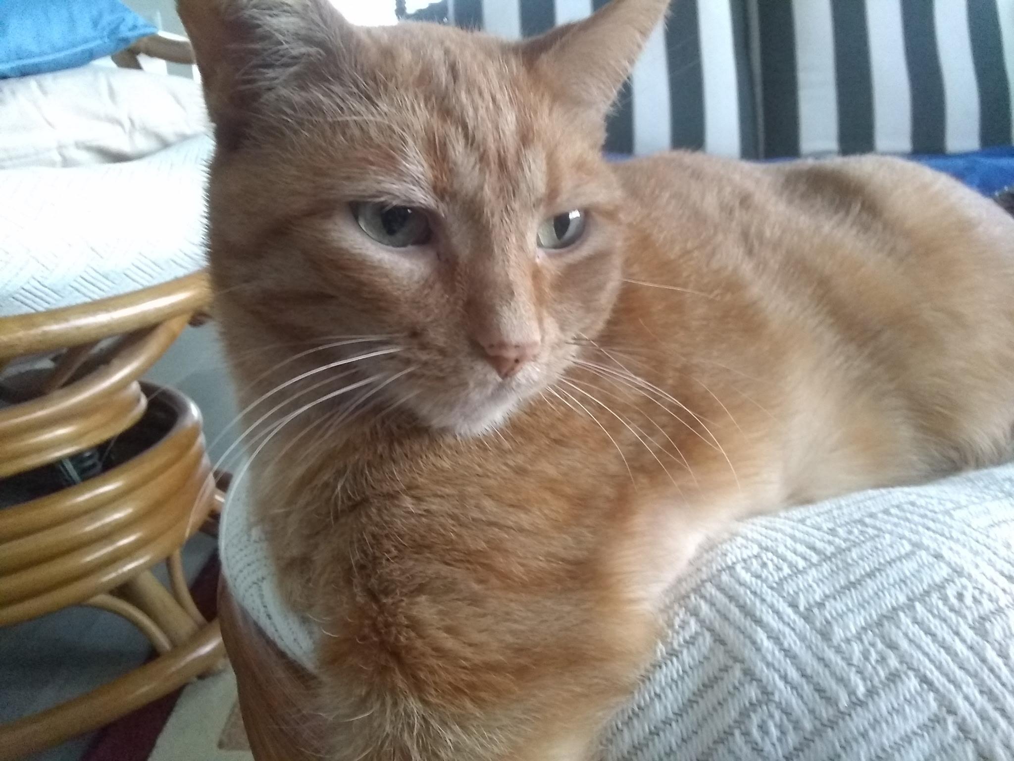 Sunshine, Adoptable, Adult Female Tabby.