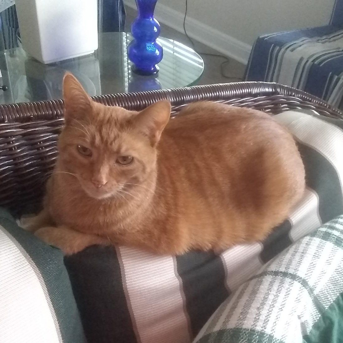 Enlarge Sunshine, a Adoptable Tabby in Grand Rapids, MI image 5/6