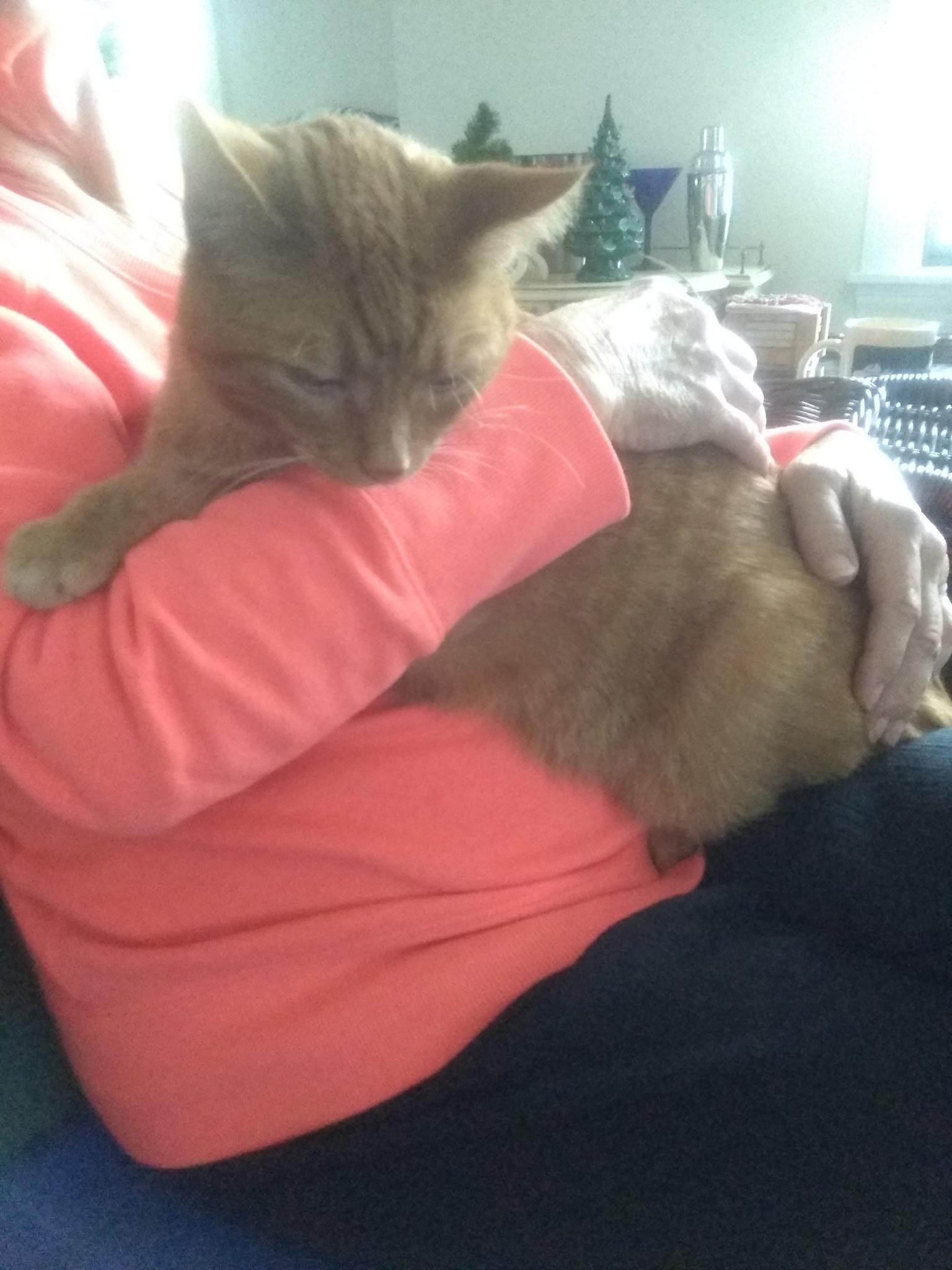 Enlarge Sunshine, a Adoptable Tabby in Grand Rapids, MI image 6/6