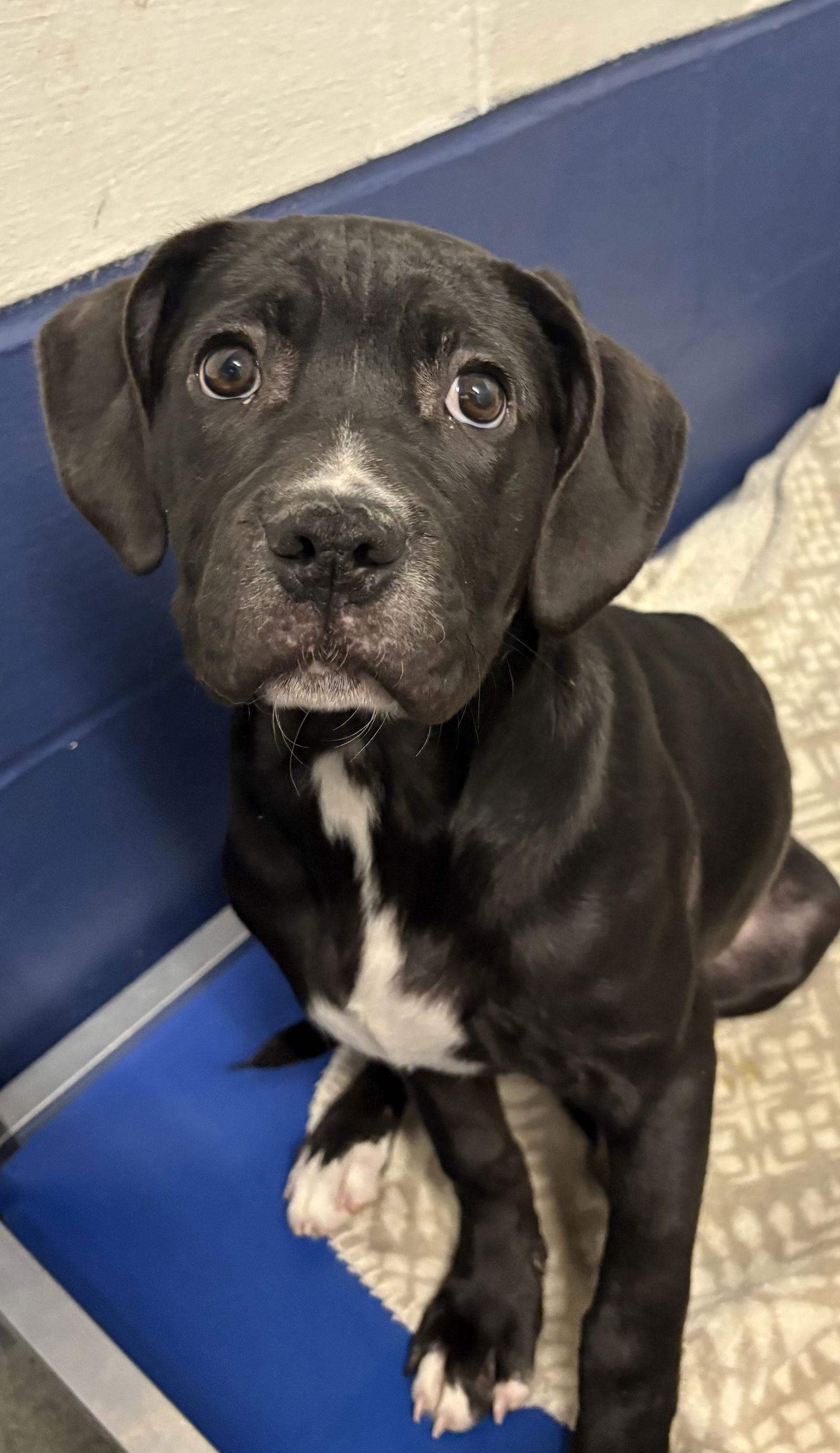 Rosey 13 weeks, a Adoptable Labrador Retriever in Sterling, MA image 1/2