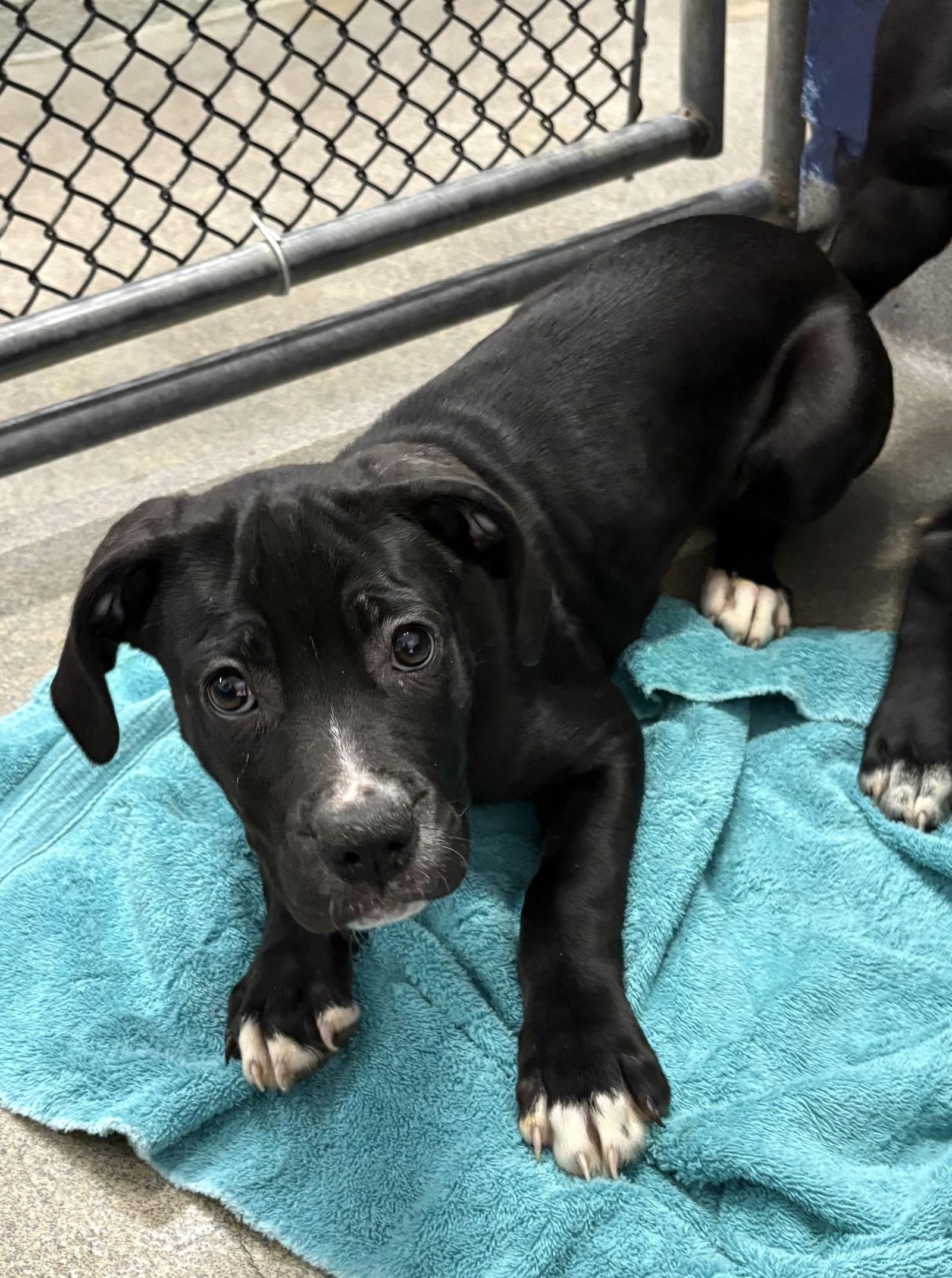 Rosey 13 weeks, a Adoptable Labrador Retriever in Sterling, MA image 2/2