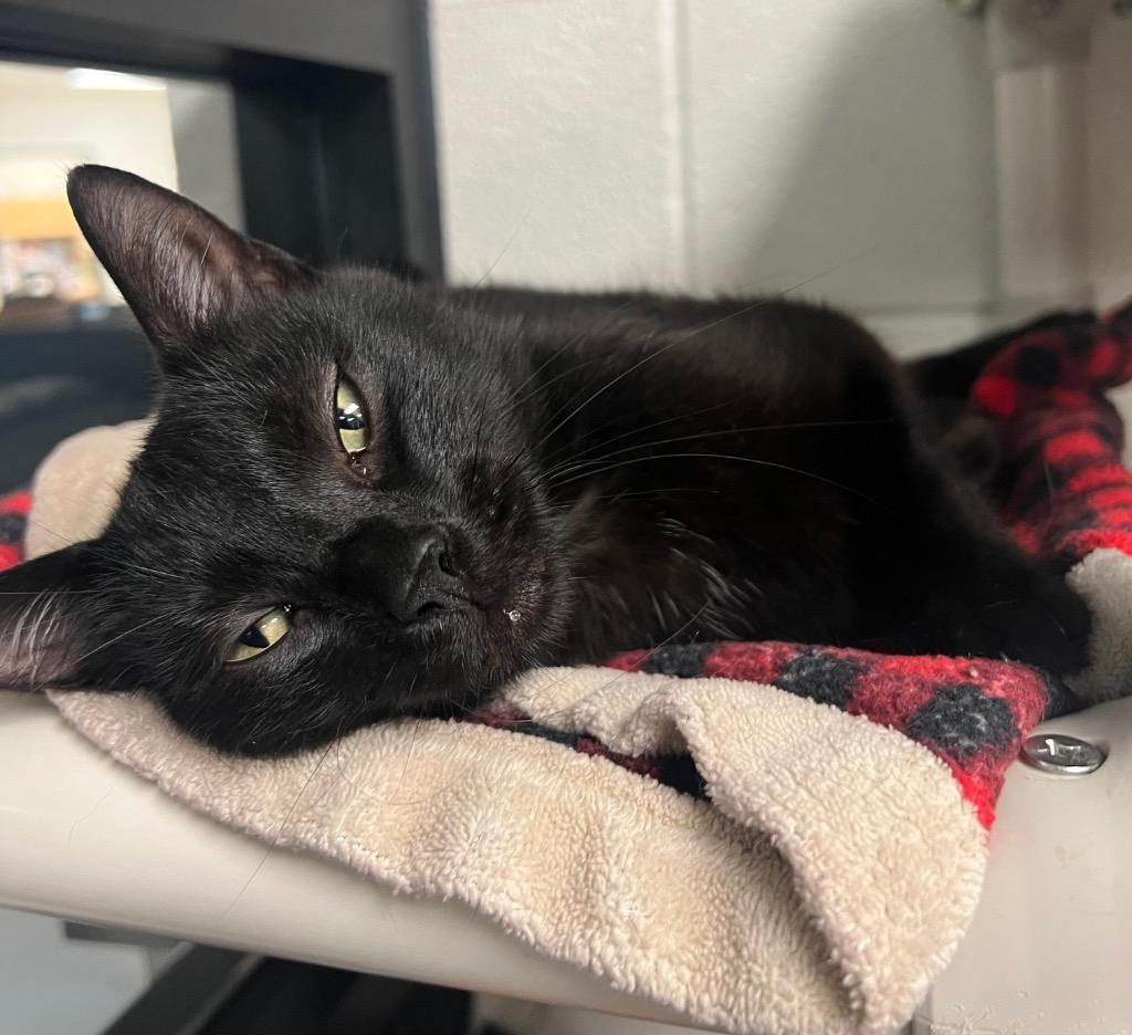 Josephine, Adoptable, Young Female Domestic Short Hair.