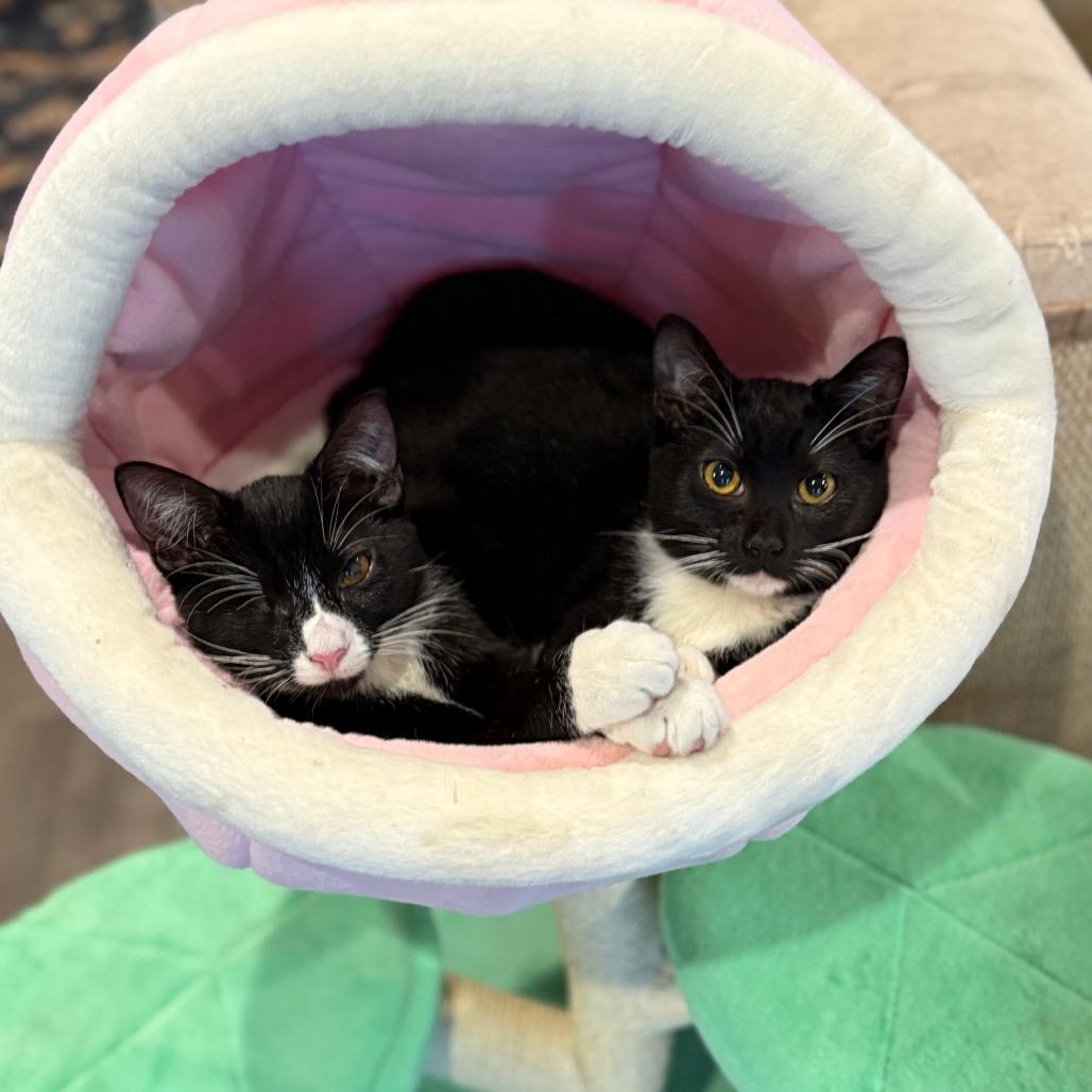 Sage, Adoptable, Kitten Male Domestic Medium Hair.