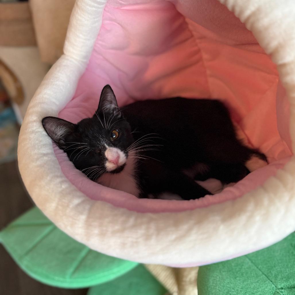 Sage, a Adoptable Domestic Medium Hair in Port Richey, FL image 2/5