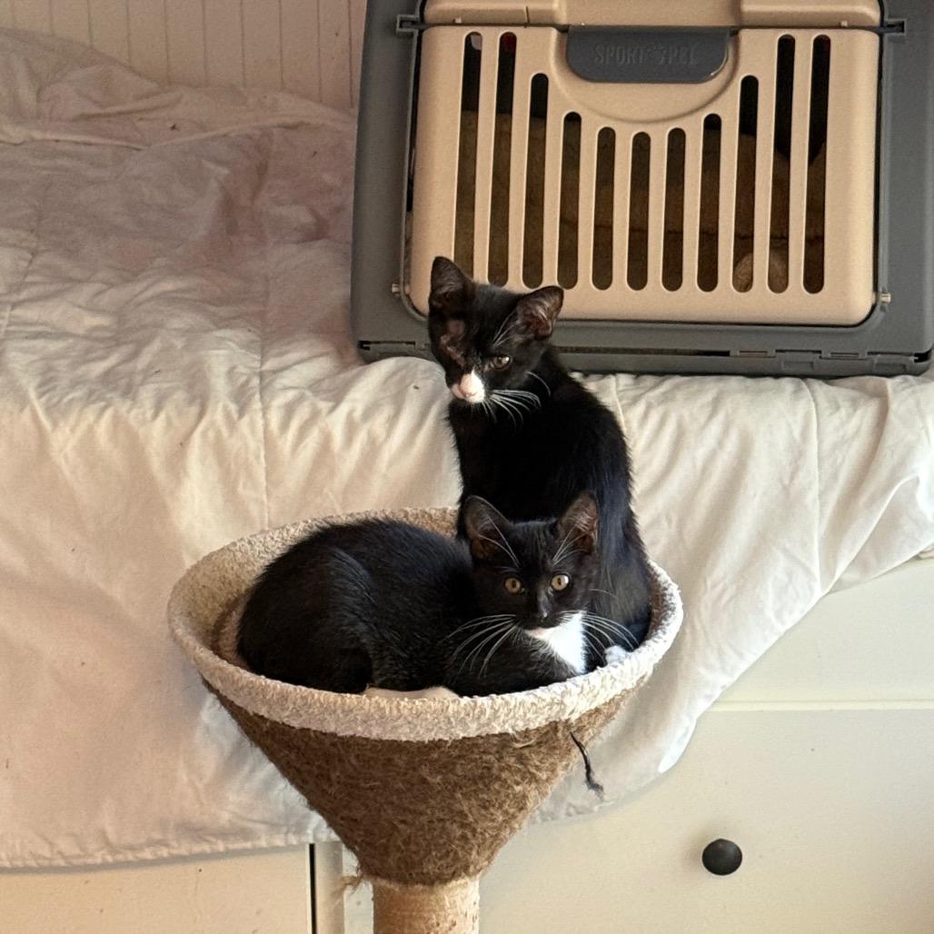 Enlarge Sage, a Adoptable Domestic Medium Hair in Port Richey, FL image 1/2