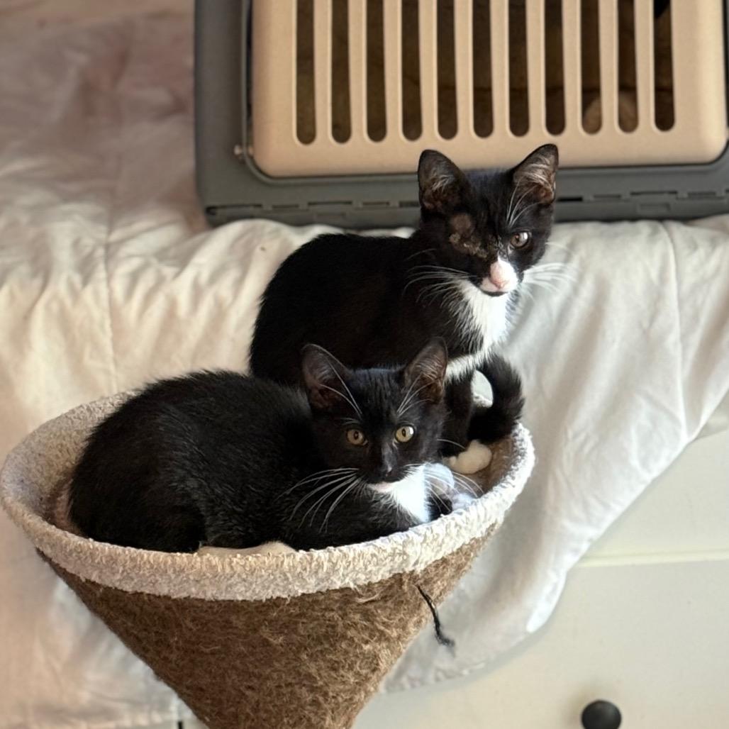 Enlarge Sage, a Adoptable Domestic Medium Hair in Port Richey, FL image 2/2