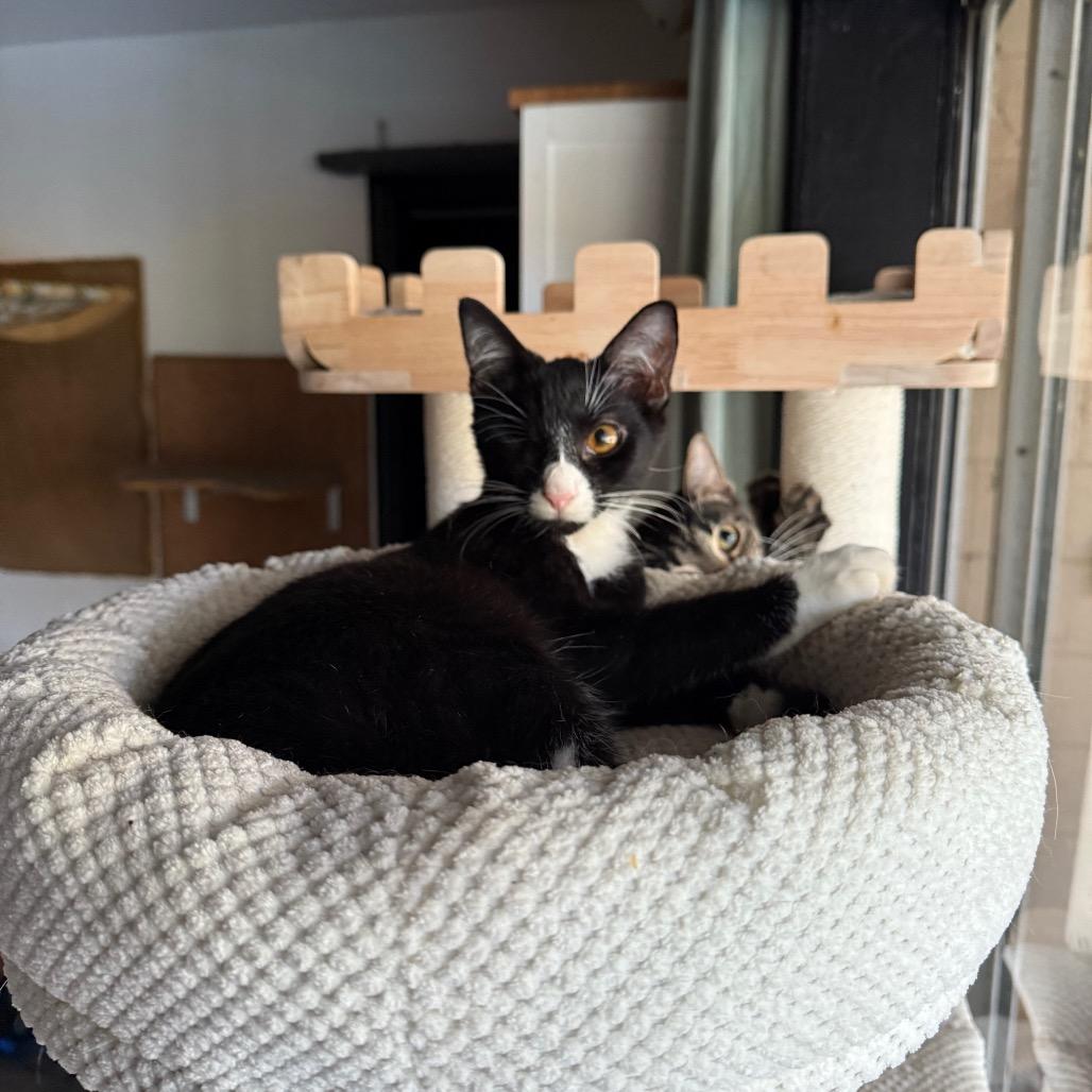 Enlarge Sage, a Adoptable Domestic Medium Hair in Port Richey, FL image 5/6