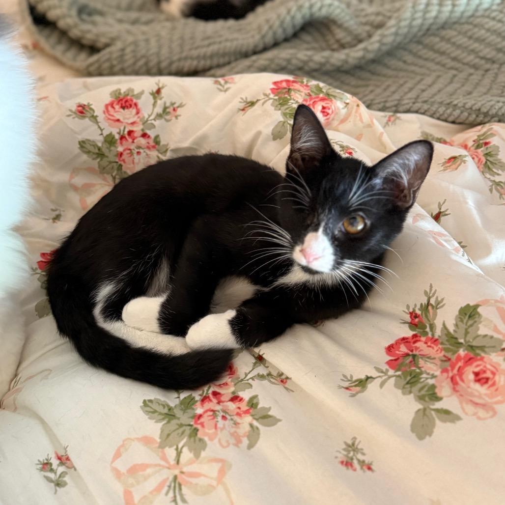 Sage, a Adoptable Domestic Medium Hair in Port Richey, FL image 5/5