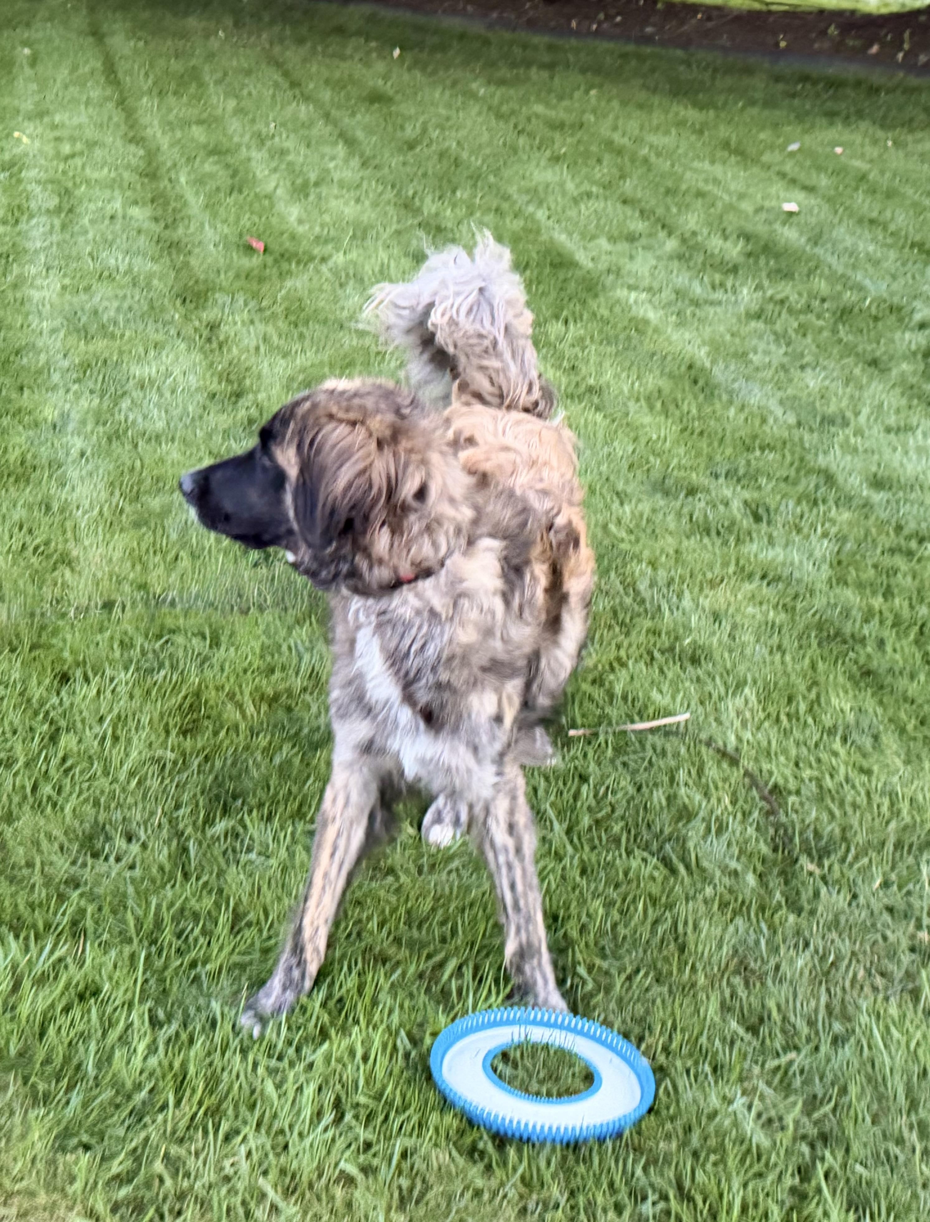 Enlarge Alf, a Adoptable mixed breed in Albany, NY image 3/6