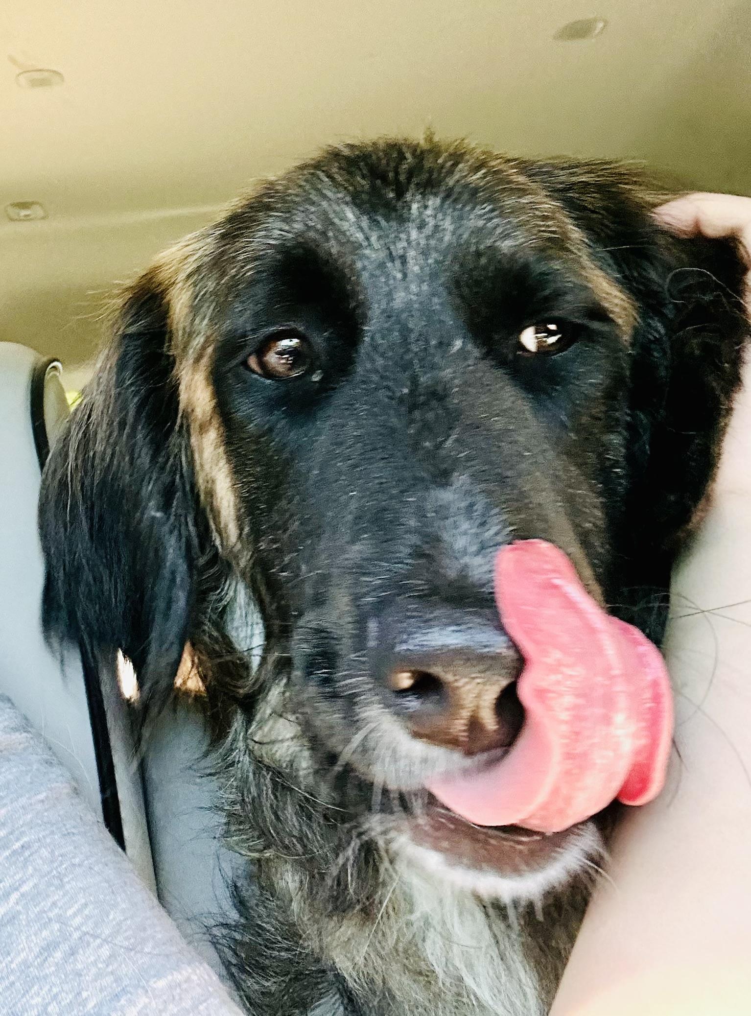 Enlarge Alf, a Adoptable mixed breed in Albany, NY image 6/6