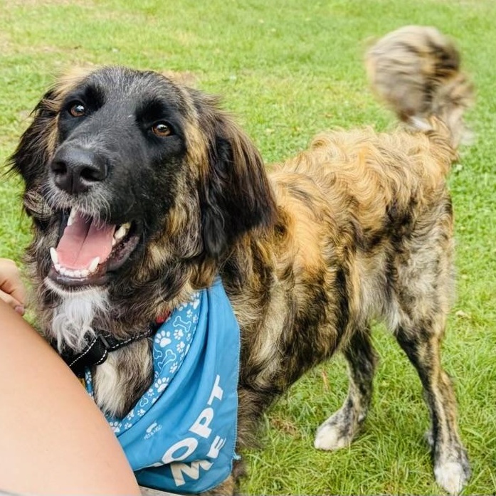 Alf, Adoptable, Young Male Afghan Hound.