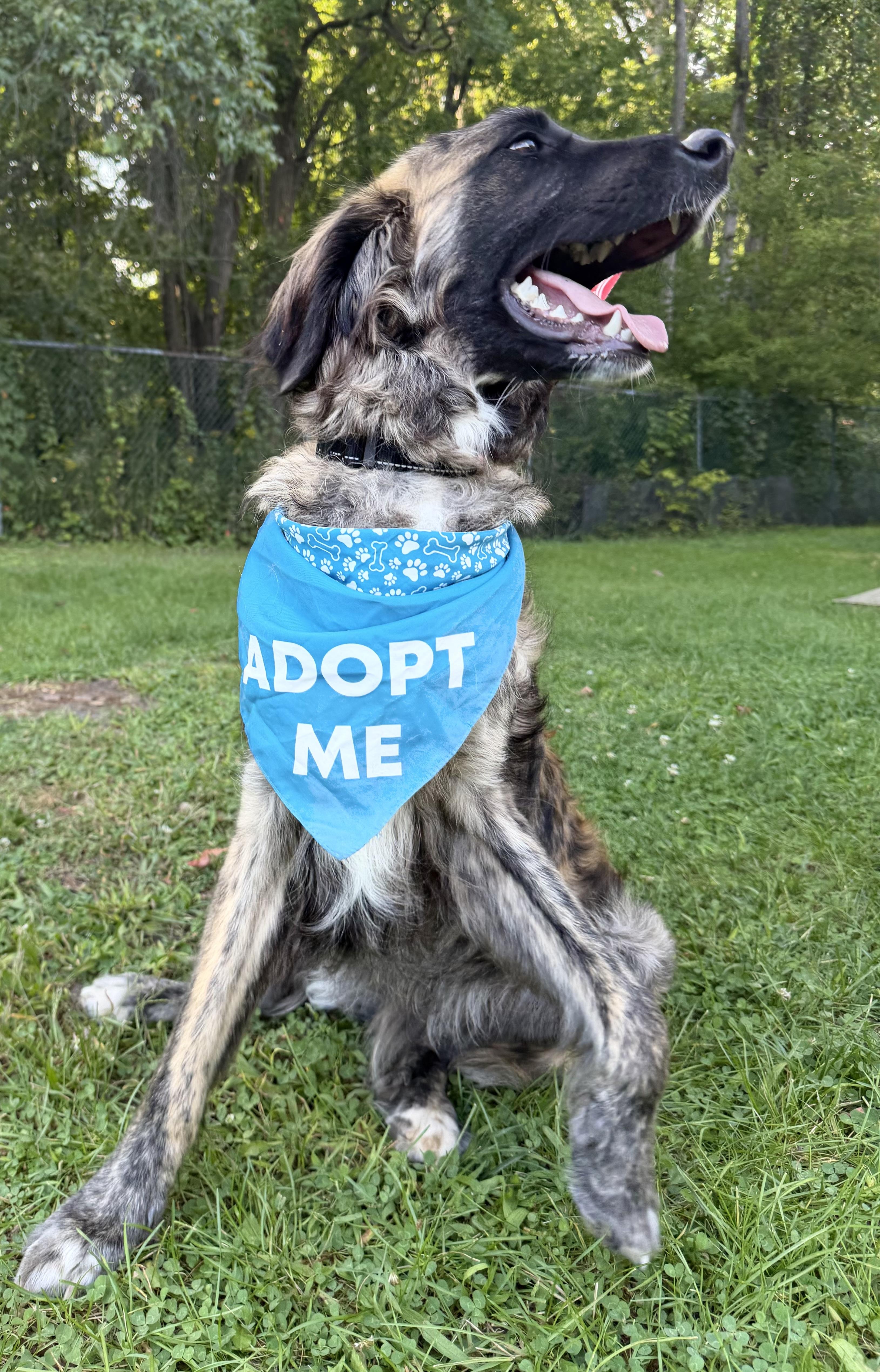 Enlarge Alf, a Adoptable mixed breed in Albany, NY image 2/6