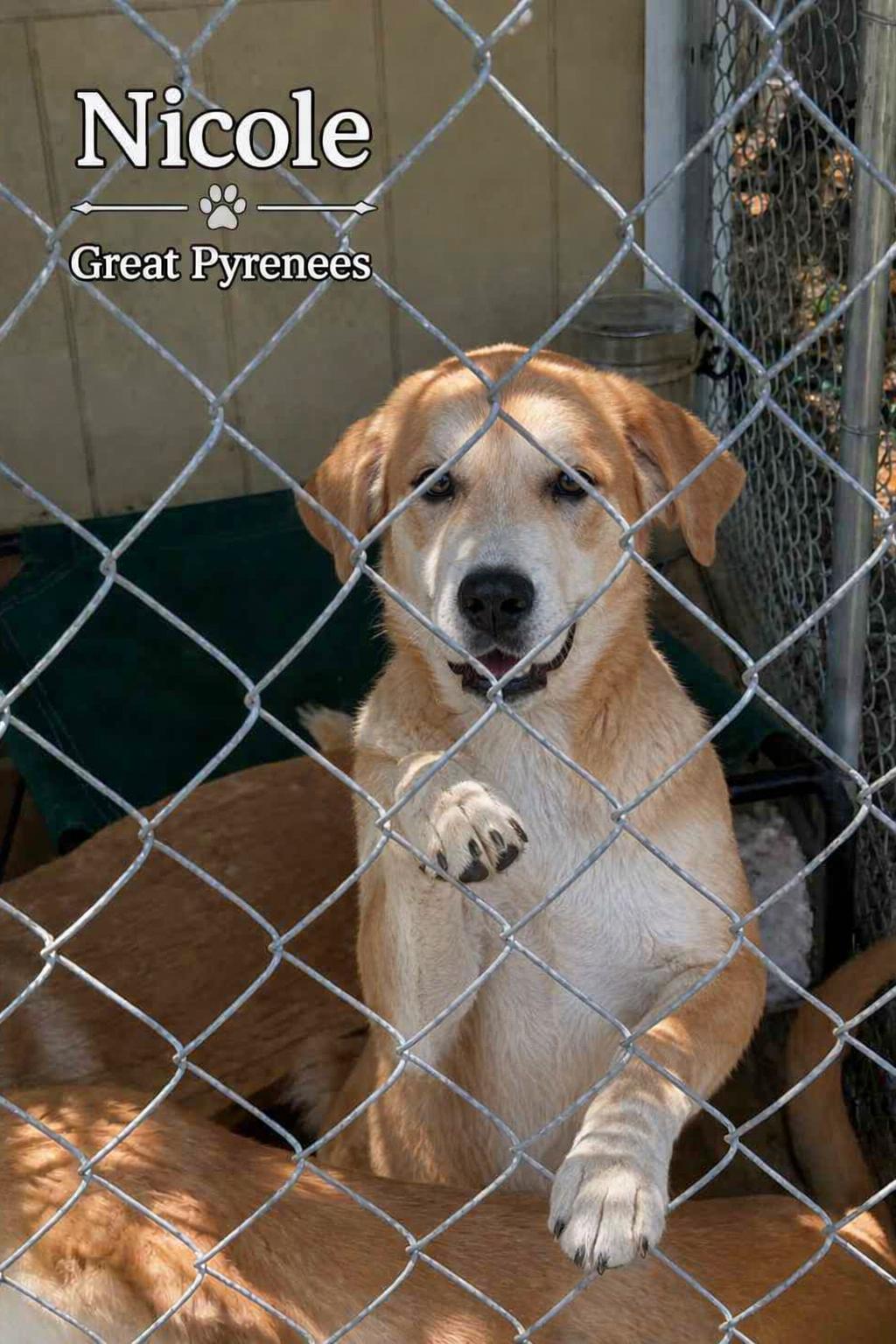 Enlarge Nicole, a Adoptable Great Pyrenees in Panama City, FL image 1/1