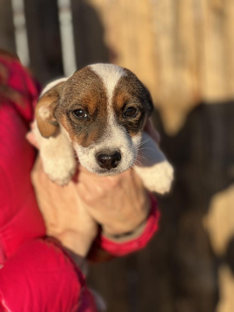 Ciabatta, Adopted, Puppy Male Corgi.
