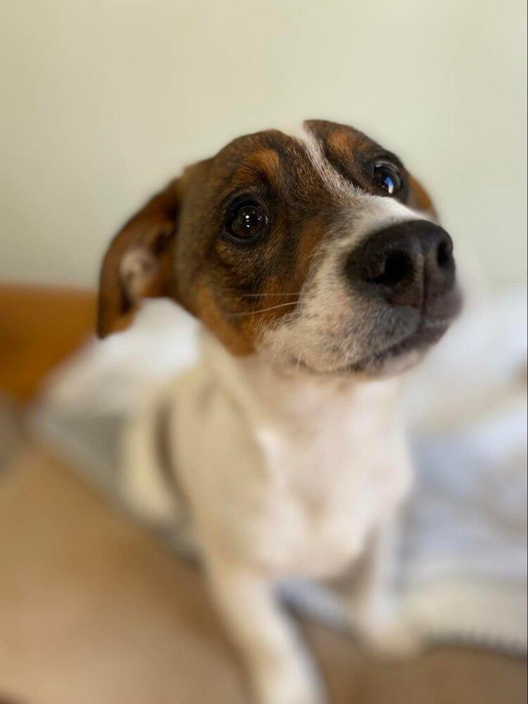 Enlarge Ciabatta, a Adopted mixed breed in Tucson, AZ image 3/4