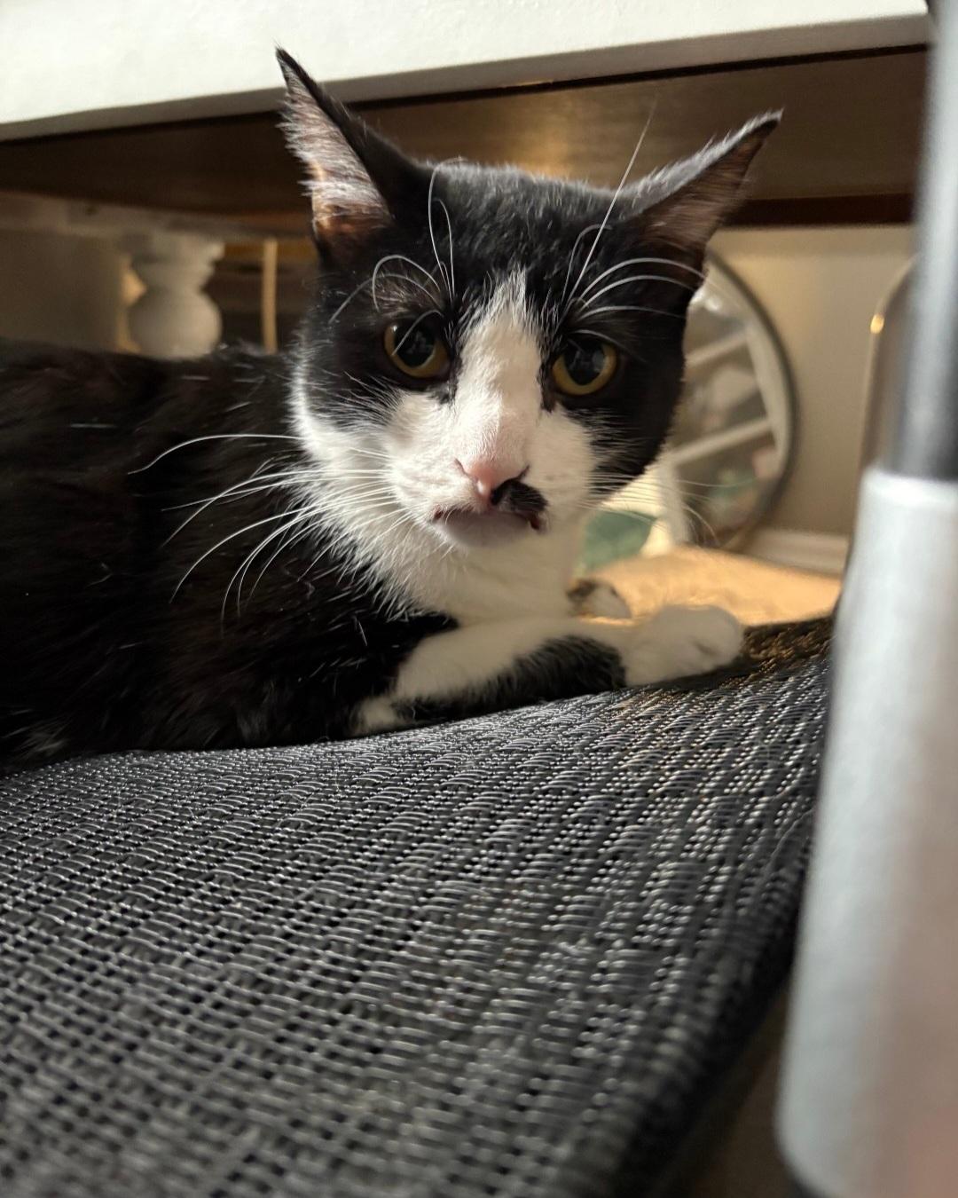 Enlarge Halle, a Adoptable Domestic Short Hair in merrillville, IN image 1/1