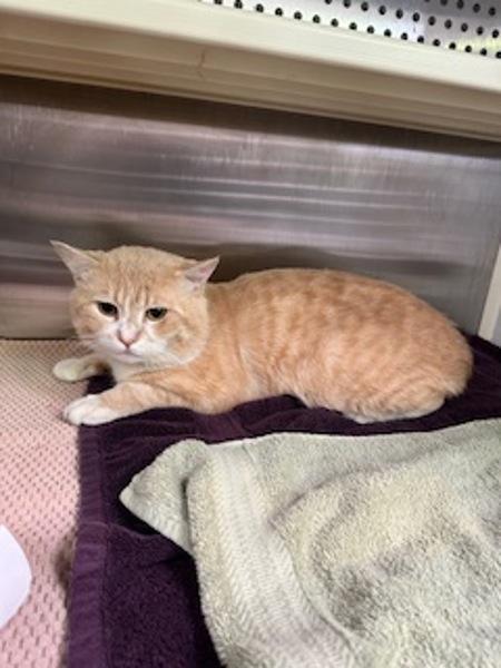 Creamsicle, Adoptable, Adult Male Domestic Medium Hair.