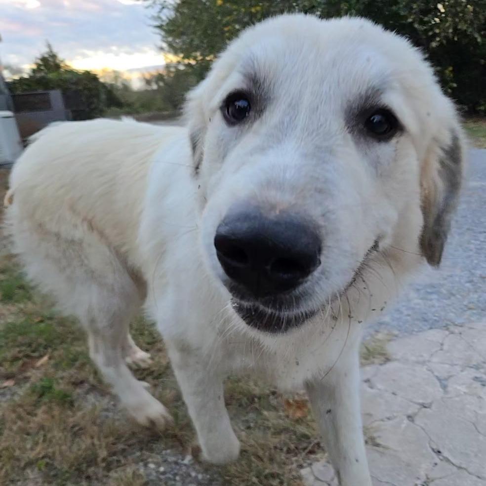 Norm, Adoptable, Adult Male Great Pyrenees.
