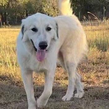 Enlarge Norm, a Adoptable Great Pyrenees in Duncan, OK image 2/2