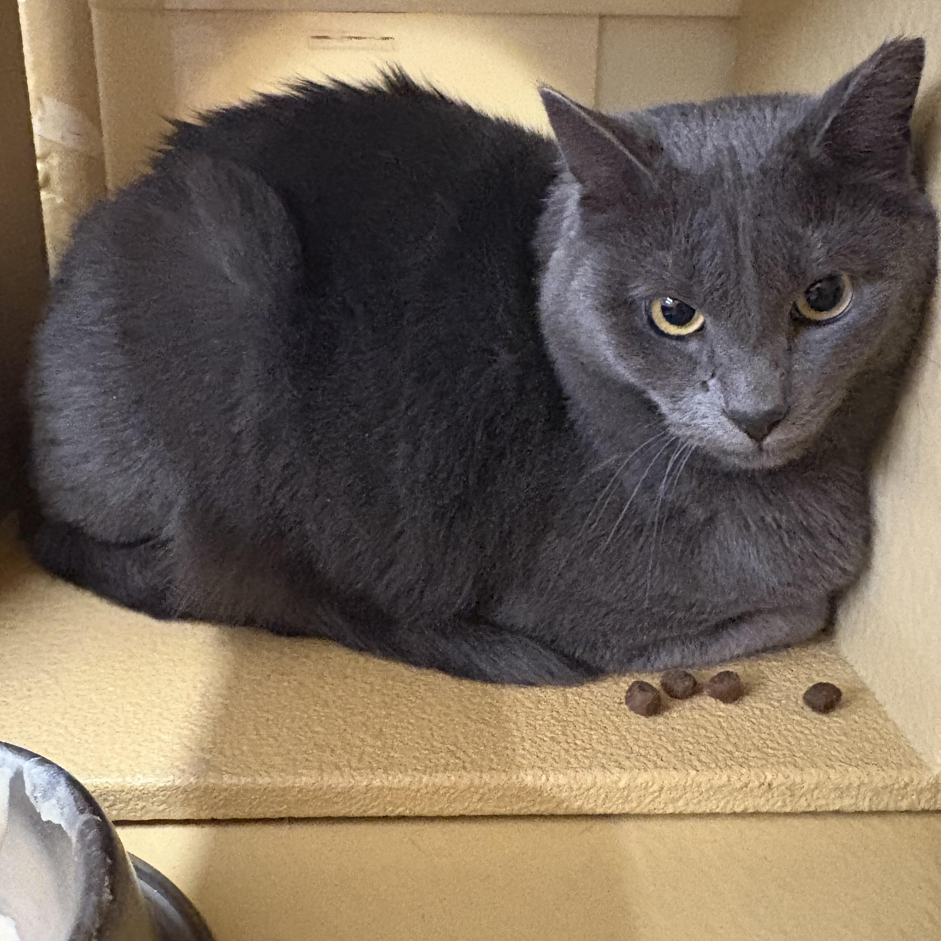 Enlarge Lady Gray, a ADOPTABLE Russian Blue in Cornwall, NY image 1/1