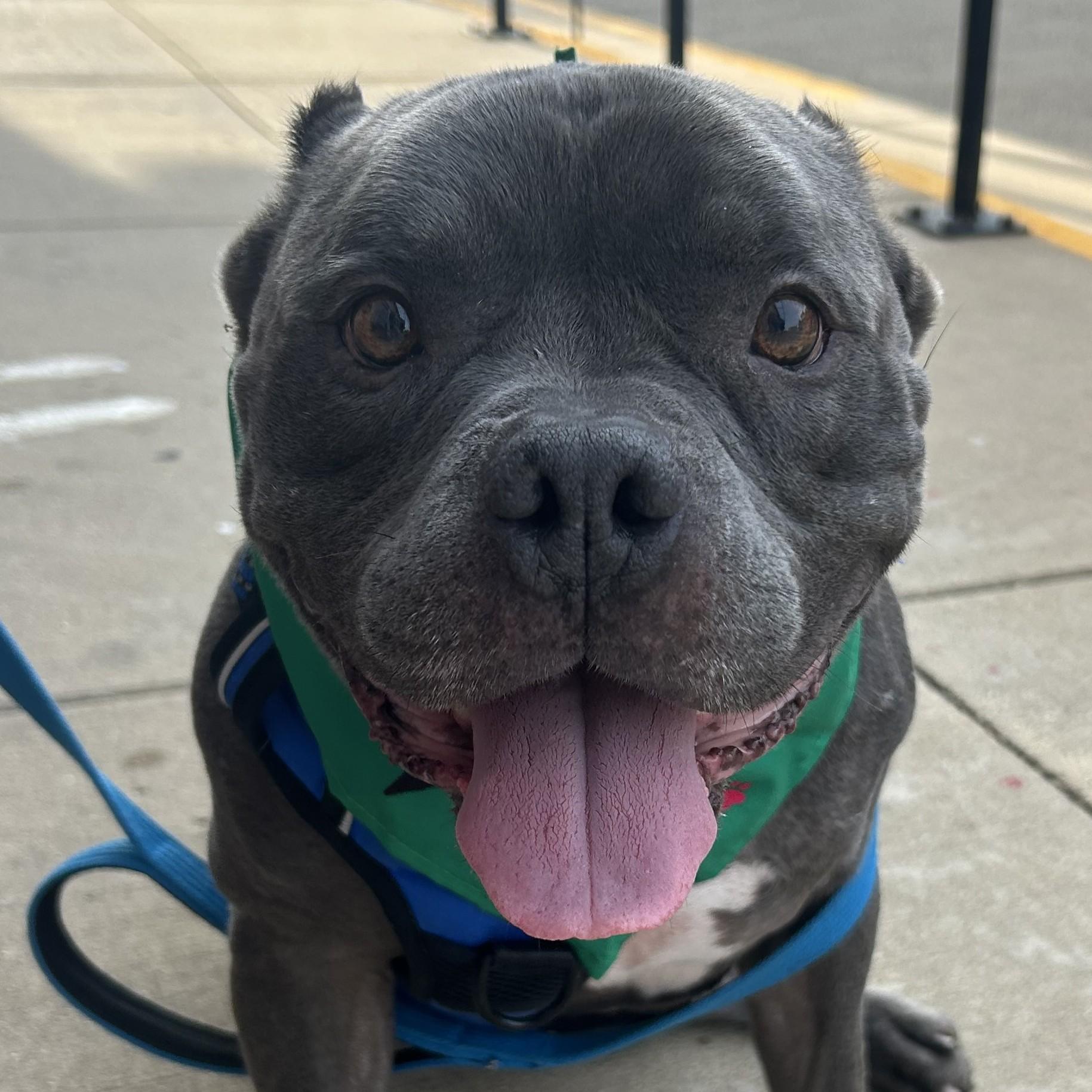 Enlarge Blue, an adoptable mixed breed in Normal, IL image 2/6