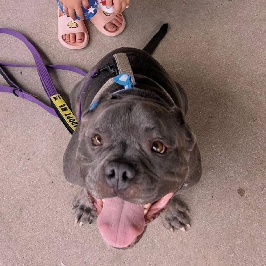 Blue, a ADOPTABLE mixed breed in Normal, IL image 4/6