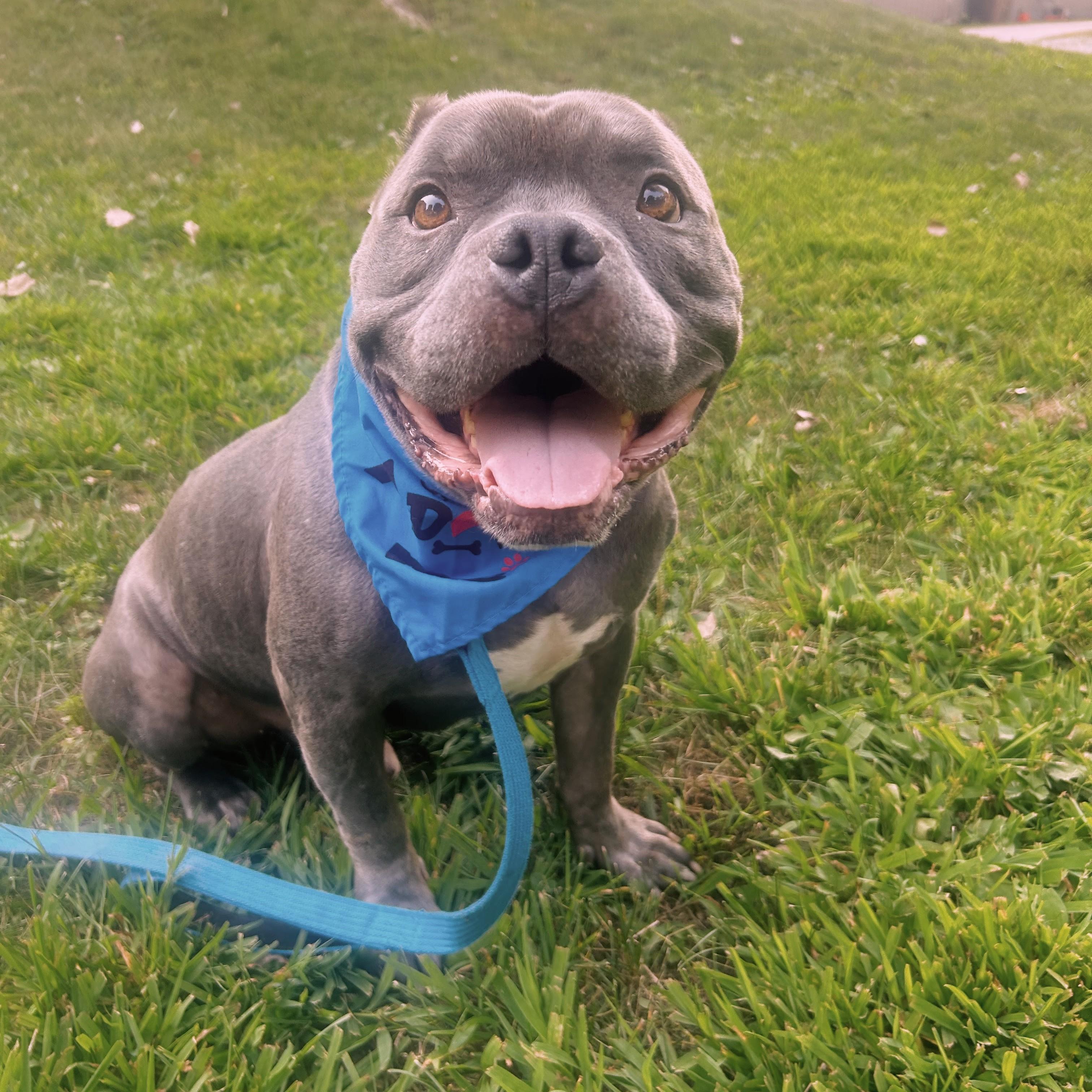 Enlarge Blue, an adoptable mixed breed in Normal, IL image 5/6