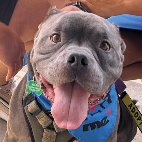 Blue, a ADOPTABLE mixed breed in Normal, IL image 3/6
