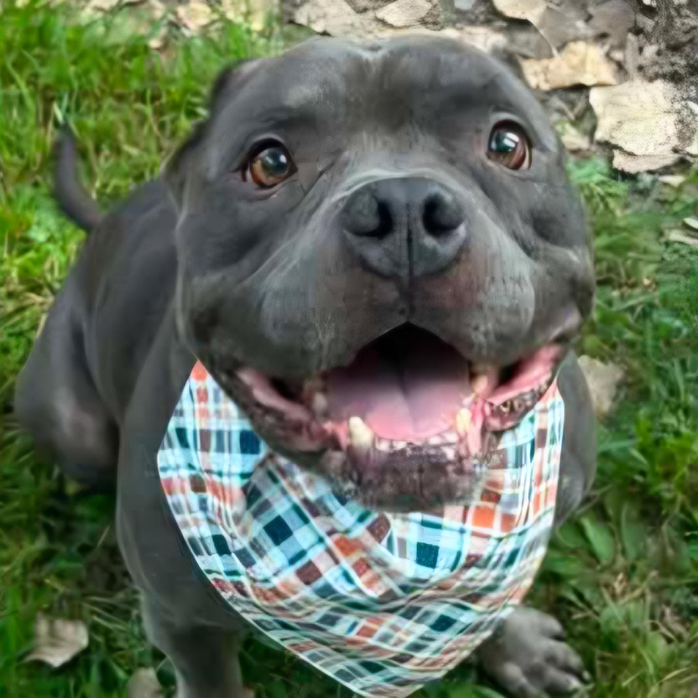 Blue, adoptable, Adult Male American Bully & Mixed Breed.