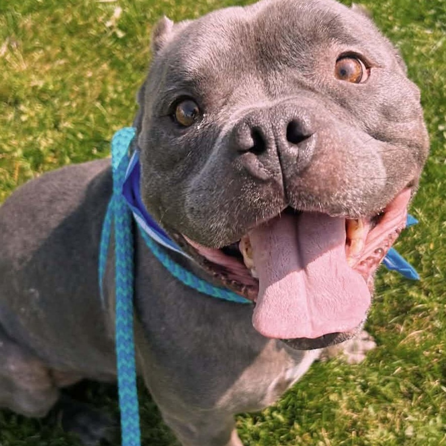 Blue, ADOPTABLE, Adult Male American Bully & Mixed Breed.