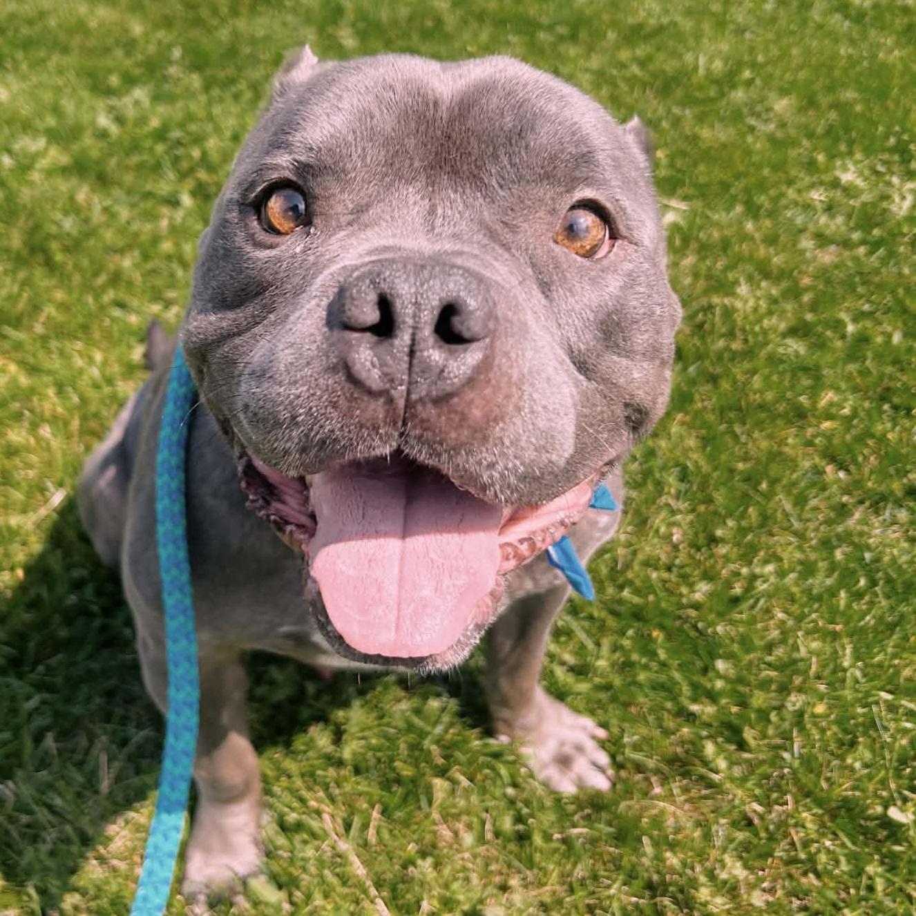Blue, a ADOPTABLE mixed breed in Normal, IL image 5/6