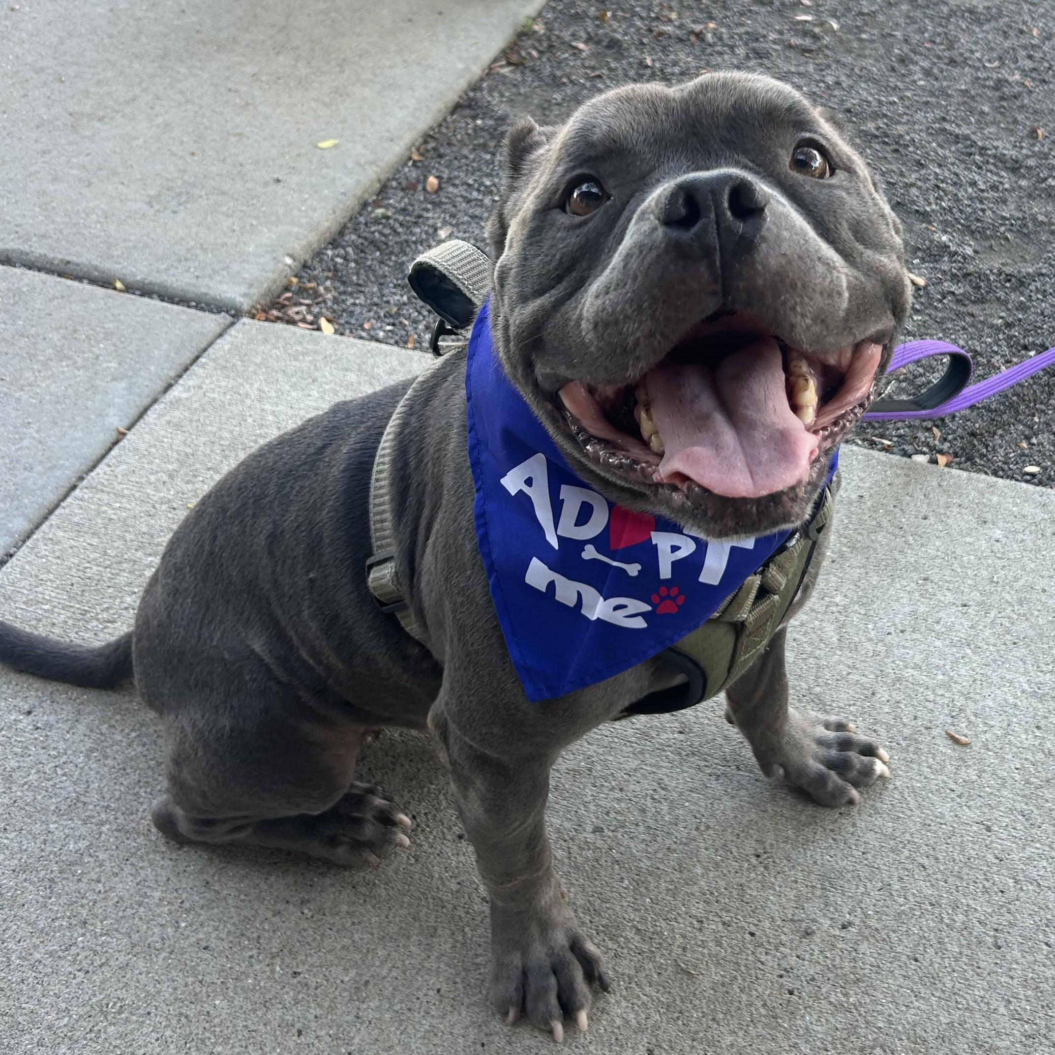 Enlarge Blue, an adoptable mixed breed in Normal, IL image 4/6