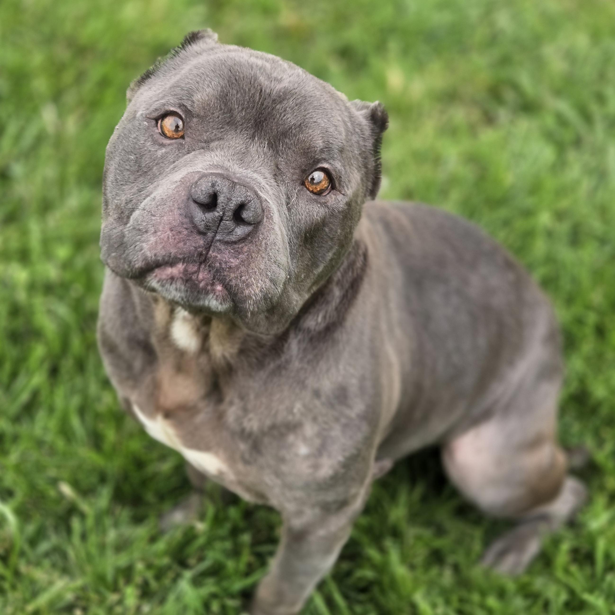 Blue, a ADOPTABLE mixed breed in Normal, IL image 6/6