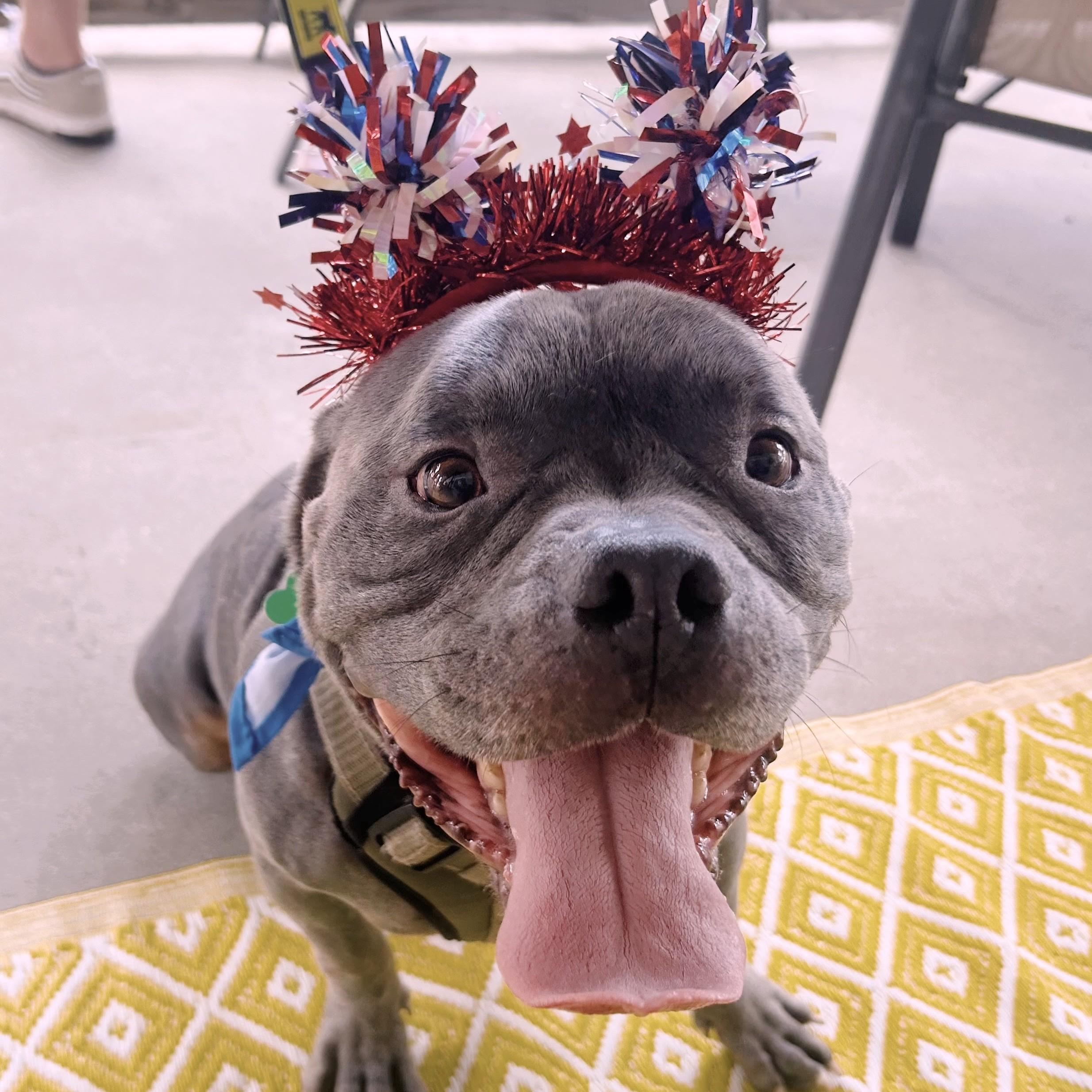 Blue, a ADOPTABLE mixed breed in Normal, IL image 2/6