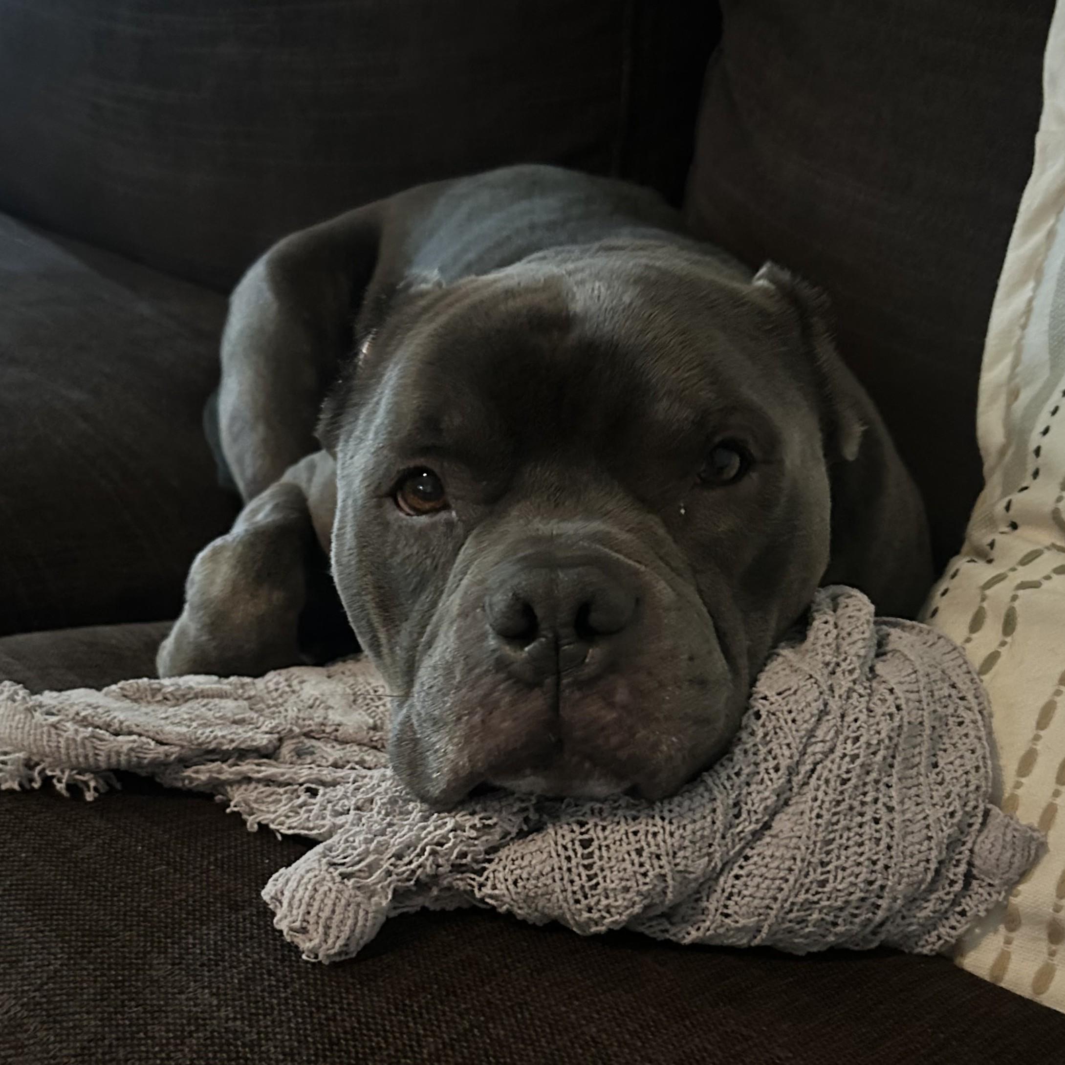 Enlarge Blue, an adoptable mixed breed in Normal, IL image 6/6