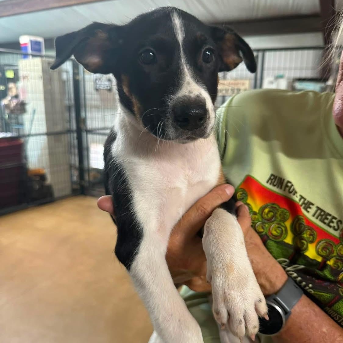 Willie Nelson, Adoptable, Puppy Male Australian Shepherd.