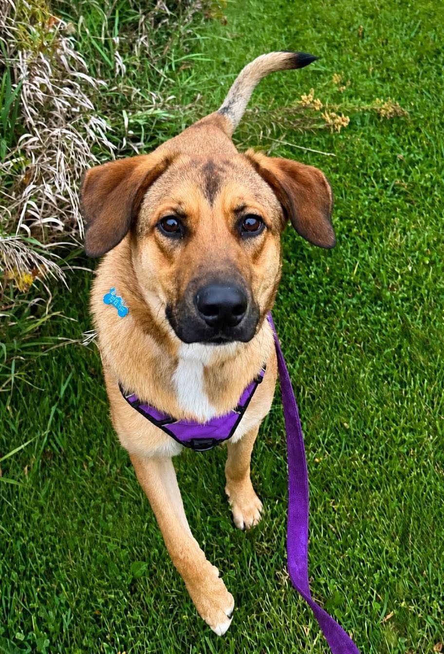Rooster, Adoptable, Young Male Hound.