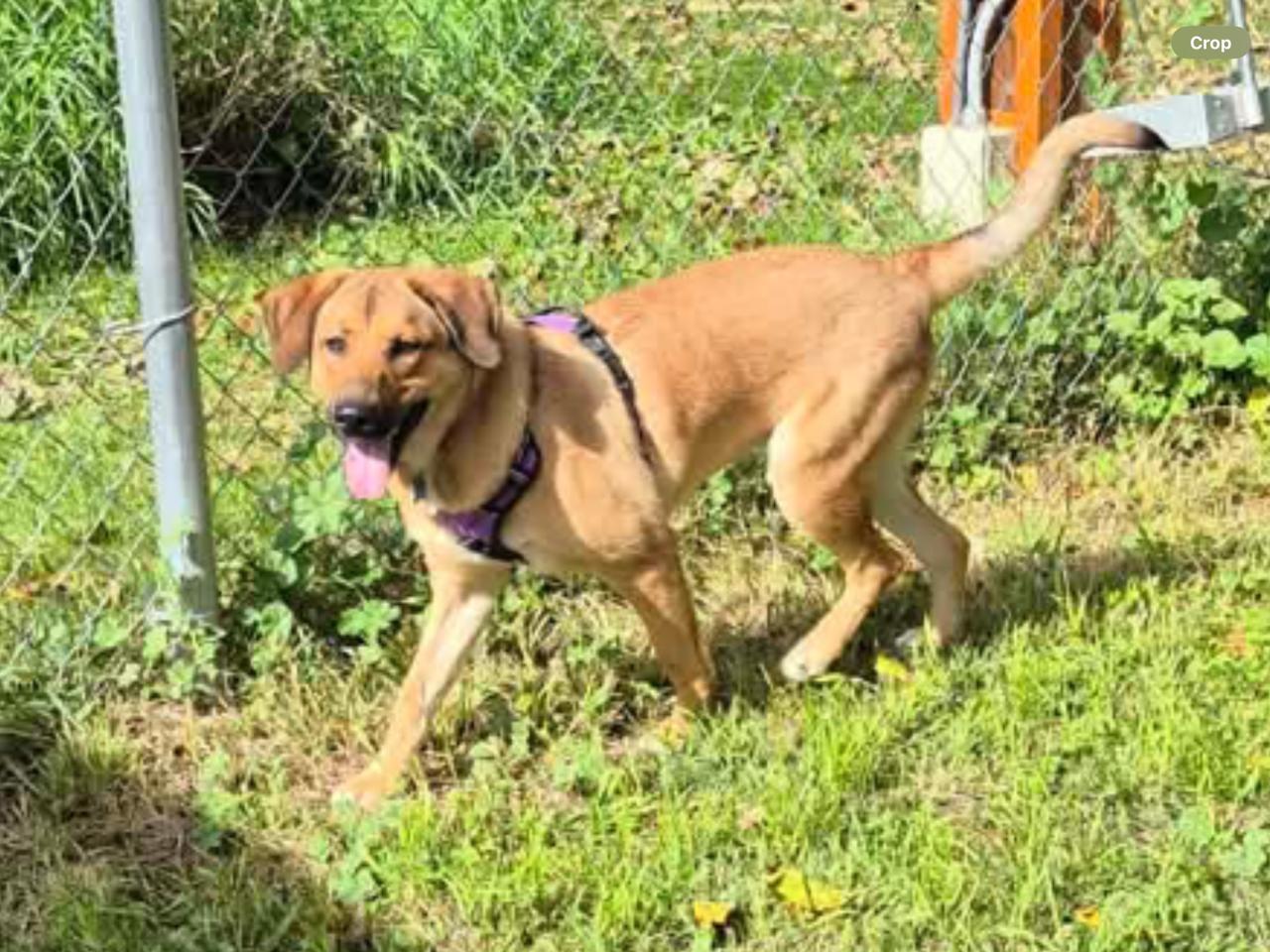 Enlarge Rooster, a Adoptable Hound in Livonia, MI image 2/3